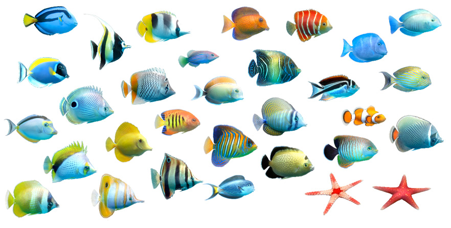 Saltwater Aquarium Fish For Beginners